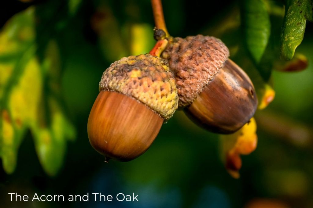 The Soul Within the&nbsp;Seed